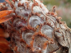 Protea holosericea