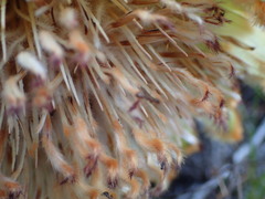 Protea holosericea