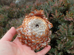 Protea holosericea