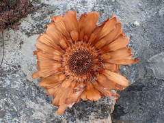 Protea holosericea