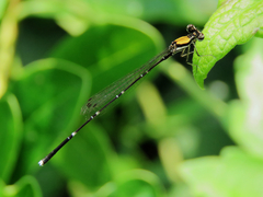 Prodasineura croconota