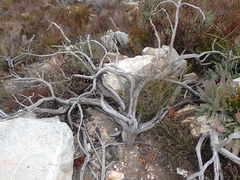Protea holosericea
