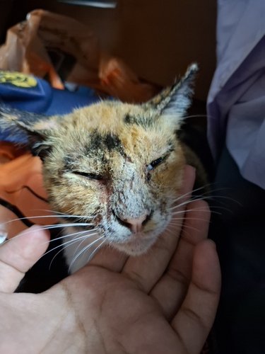 Domestic Cat
