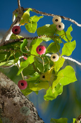 Hernandia nymphaeifolia