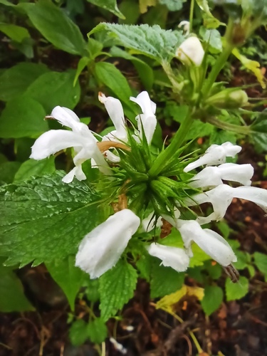 White deadnettle