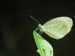 Leptosia nina niobe
