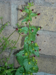 Scrophularia peregrina