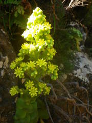 Aeonium canariense subsp. christii image