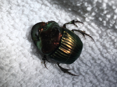 Phanaeus igneus