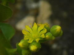 Aeonium canariense subsp. christii image