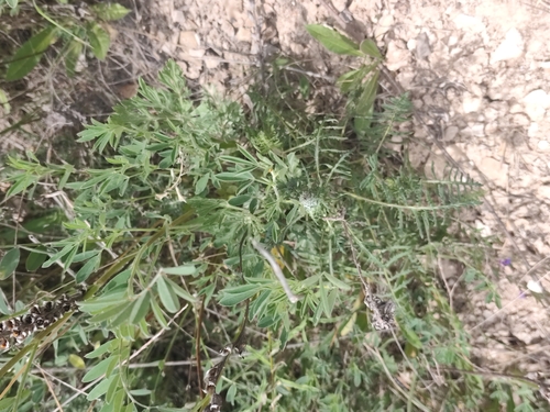 Pedicularis striata