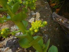 Aeonium canariense subsp. christii image