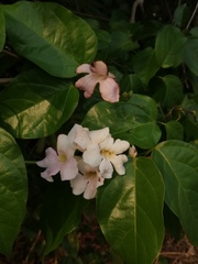 Bignonieae