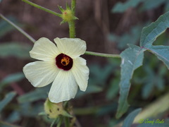 Abelmoschus esculentus