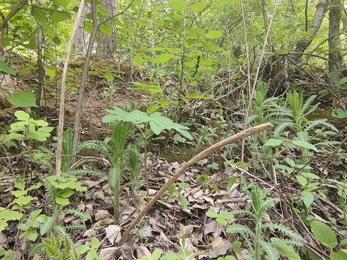 Pedicularis rudis