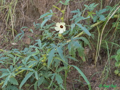 Abelmoschus esculentus