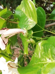 Bignonieae