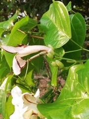 Bignonieae