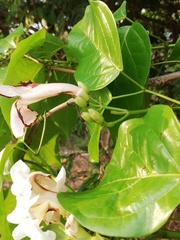 Bignonieae