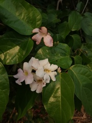 Bignonieae