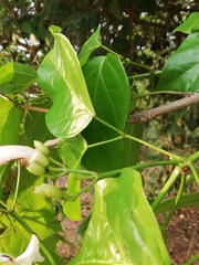 Bignonieae