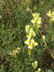 Linaria biebersteinii