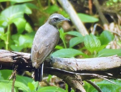 Sri Lanka Woodshrike photo 4