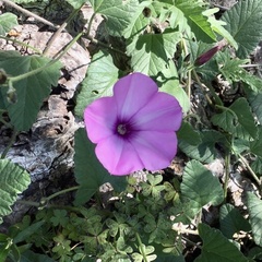 Convolvulus althaeoides althaeoides