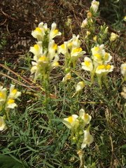 Linaria biebersteinii