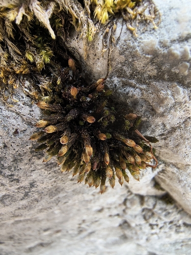 Orthotrichum cupulatum observed 2026-06-02