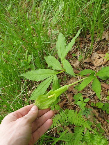 Arisaema amurense, photograph 5
