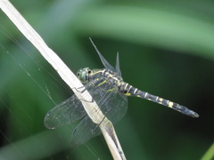 Onychothemis tonkinensis