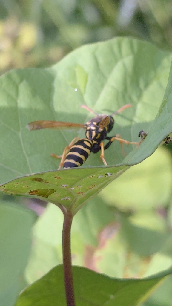 French Paper Wasp