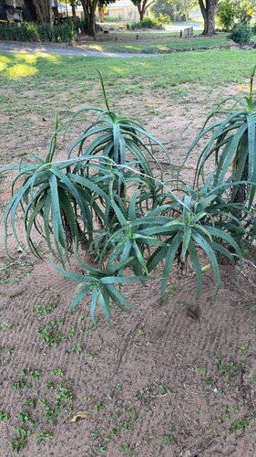 Candelabra Aloe