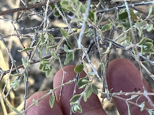 Wright's beebrush