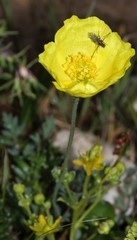 Papaver alpinum