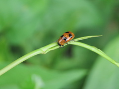 Physosmaragdina nigrifrons