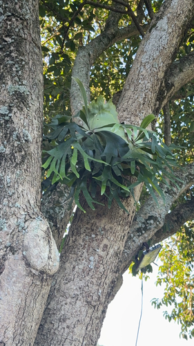 Elkhorn fern