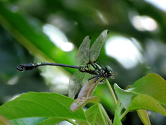 Lamelligomphus formosanus