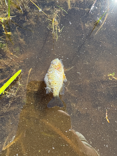 Pumpkinseed