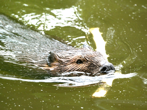 American Beaver