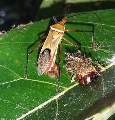 Zelus grassans