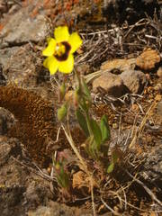 Tuberaria guttata image