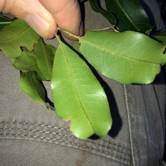 Cupaniopsis parvifolia