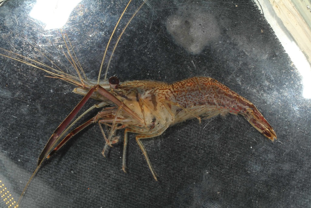koua river prawn