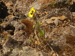 Tuberaria guttata image