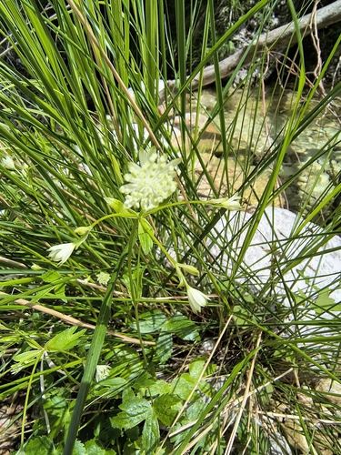 Astrantia carniolica, photograph 4