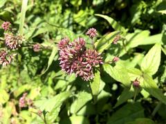 Eupatorium shimadae