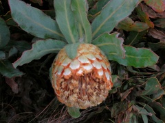 Protea holosericea