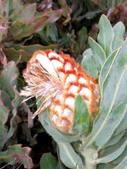 Protea holosericea